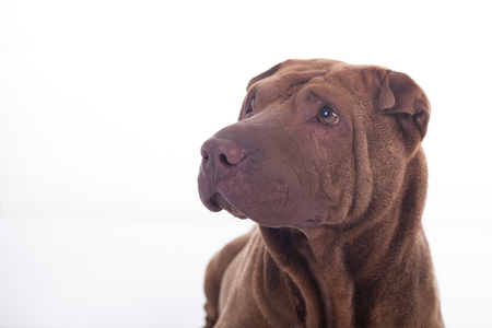 Shar Pei dog on white backgroundの写真素材