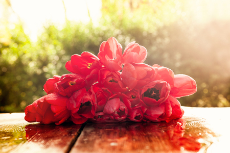 red tulips,romantic  day of love, Valentine's festival conceptの写真素材