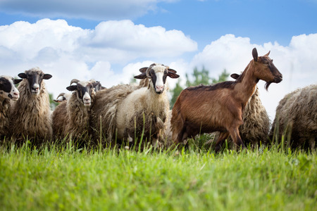 sheep and goats graze on meadowの写真素材