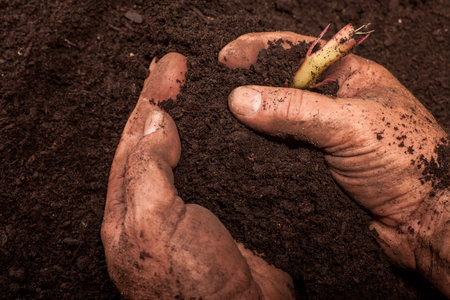 hands of  workers  who holding soil and plant,concept of ecology and environmental conservation