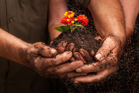 dirty hands of a farmer's family, holding a young plant,concept of environmental conservationの写真素材