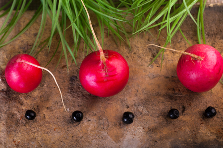 Fresh red radish on stone plaqueの写真素材