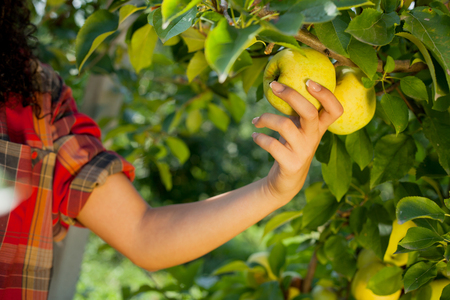 Beautiful young woman picking ripe organic applesの写真素材