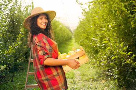Young woman yellow  apples in an orchard.の写真素材