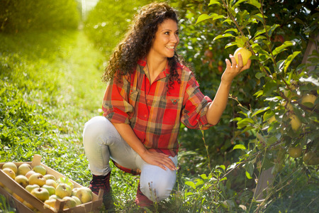 Young woman yellow  apples in an orchard.の写真素材