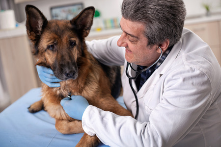preventive care for young healthy pets in vet clinicの写真素材