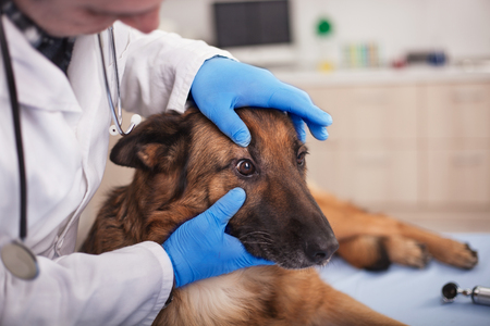 preventive care for young healthy pets in vet clinicの写真素材