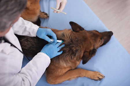 veterinary surgeon is giving vaccine to German Shepherd Dogの写真素材