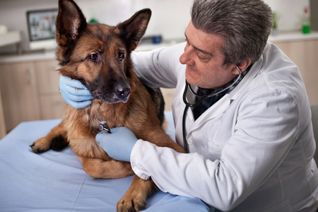 preventive care for young healthy pets in vet clinicの写真素材