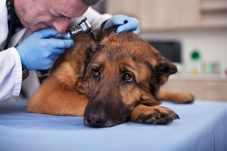 preventive care for young healthy pets in vet clinicの写真素材