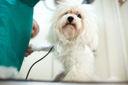 white bichon frise dog being groomed by a professional groomer