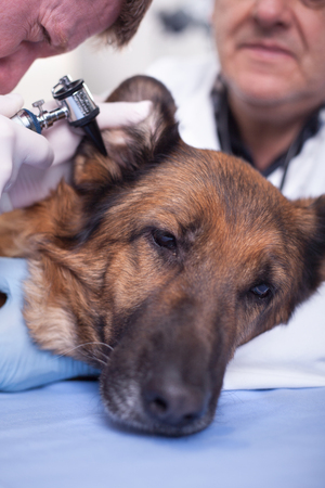 preventive care for young healthy pets in vet clinicの写真素材