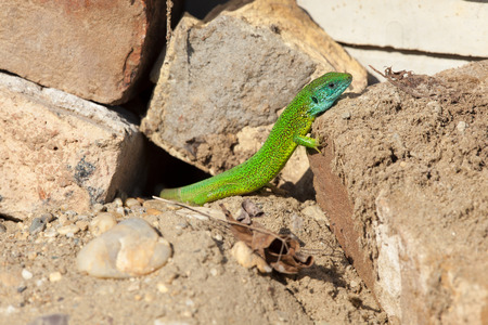 portrait of a green lizard male resting on the sunny dayの写真素材
