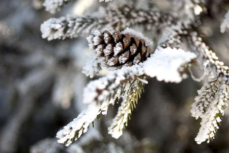 Winter background with pine conesの写真素材