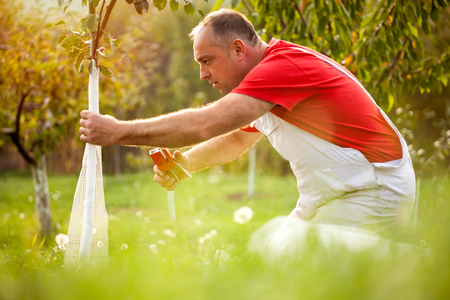  farmer putting Wire Cage Around Fruit Treeの写真素材