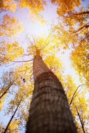 Golden autumn scene in the forest with sunの写真素材