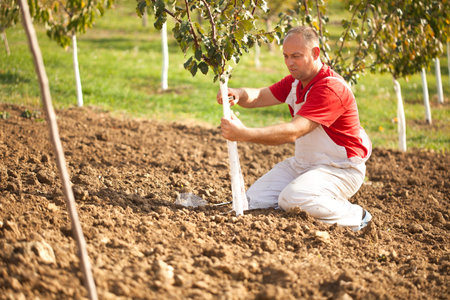  farmer putting Wire Cage Around Fruit Tree