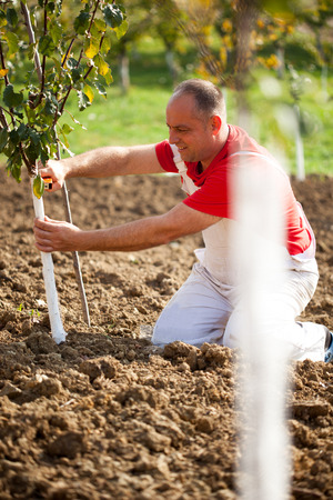  farmer putting Wire Cage Around Fruit Treeの写真素材