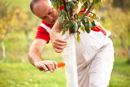  farmer putting Wire Cage Around Fruit Treeの写真素材