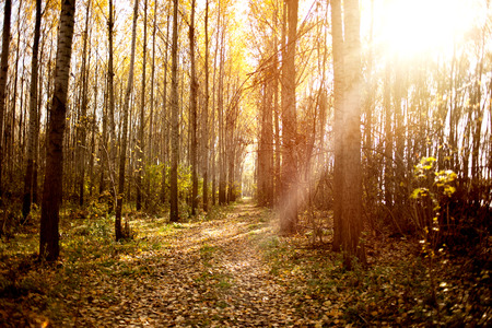 Golden autumn scene in the forest with sunの写真素材