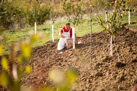  farmer putting Wire Cage Around Fruit Treeの写真素材