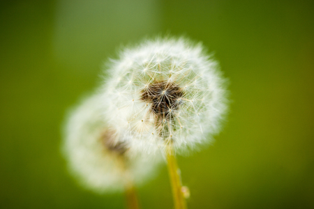 Dandelion seeds on green backgroundの写真素材