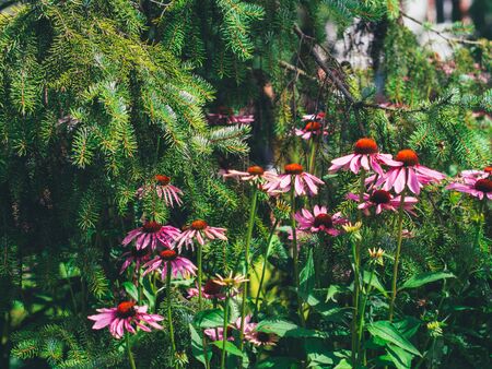 Echinacea on a background of green spruceの写真素材