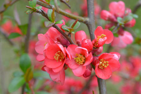 Japanese quince flowerの写真素材