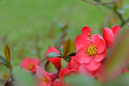 Japanese quince flowerの写真素材