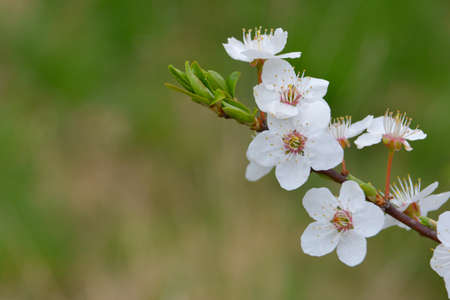 Spring flowers of mirabelle plumの写真素材