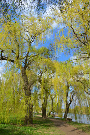 Blooming weeping willowの写真素材