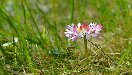 daisy primulaの写真素材