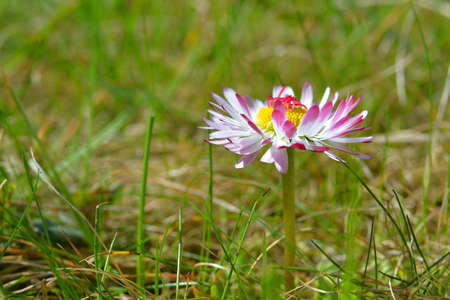 daisy primulaの写真素材