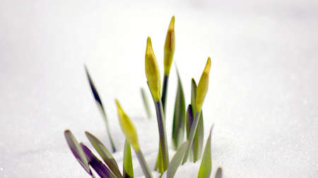 narcissusの写真素材