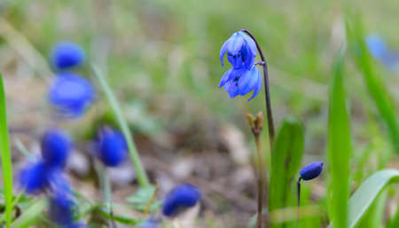 Siberian squillの写真素材