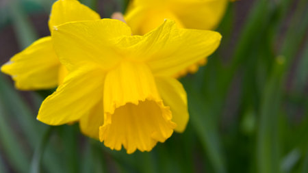 narcissusの写真素材