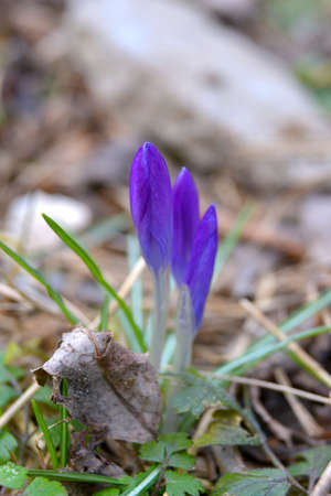 Spring flowers Crocusの写真素材