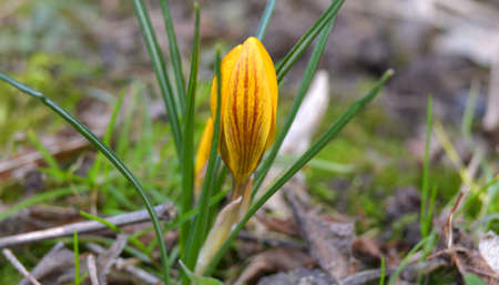 Spring flowers Crocusの写真素材