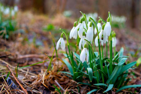 snowdrop, galanthus platyphyllusの写真素材
