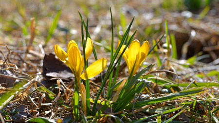 Spring flowers Crocus