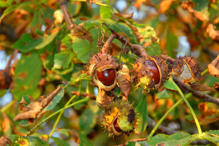 chestnut on the green grassの写真素材