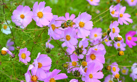 Spring flowers, a doubly feathered cosmosの写真素材