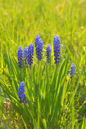 grape hyacinths hjacinth hjacinth flowerの写真素材