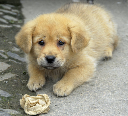 wide eyed puppy