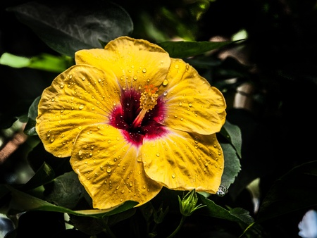 Yellow blossom in the rainy weatherの写真素材