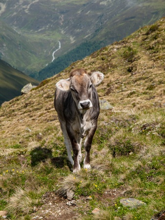 Alpine cow in Sellrein area  Austria の写真素材