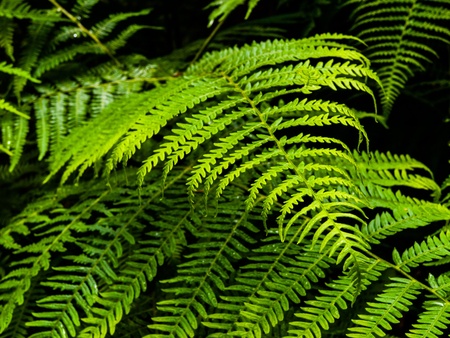 Green bracken plant in the forestの写真素材
