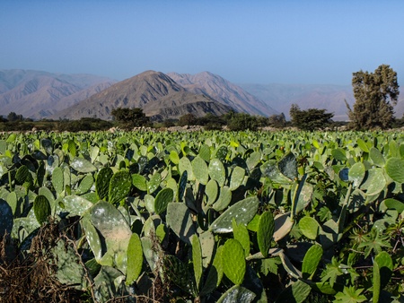 Prickly pear field near Nazca  Peru の写真素材