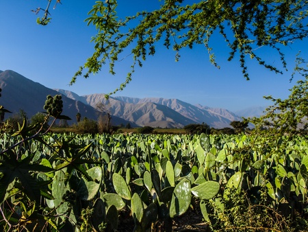 Prickly pear field near Nazca  Peru の写真素材