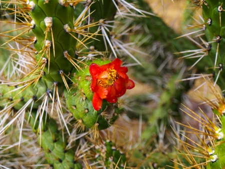 Blooming cactus in Urubamba valley  Peru の写真素材